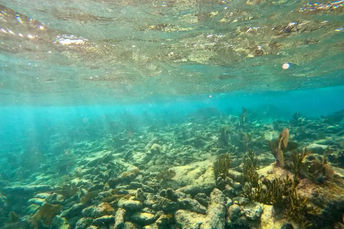 Environmental activists at a press conference calling for protection of coral reefs and mangroves in the Mexican Caribbean