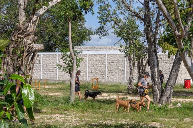 Sergio Beristain of Dog Beach group speaks about proposed changes to animal welfare regulations in Playa del Carmen