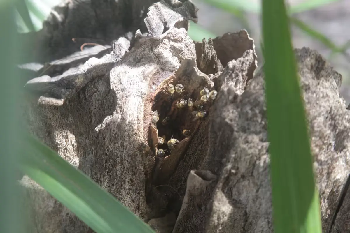 Firefighters removing a beehive in Quintana Roo