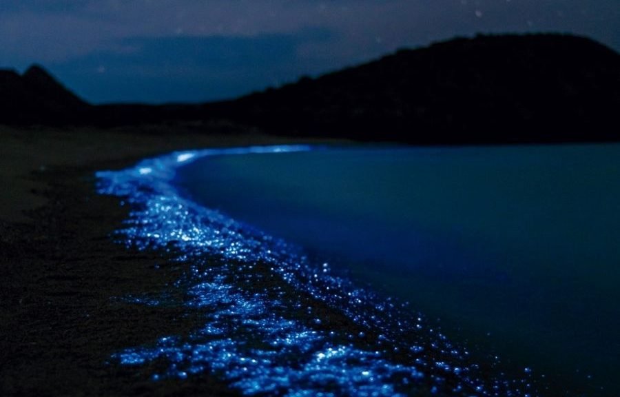 Bioluminescent plankton glowing bright blue in the water on a Holbox beach at night