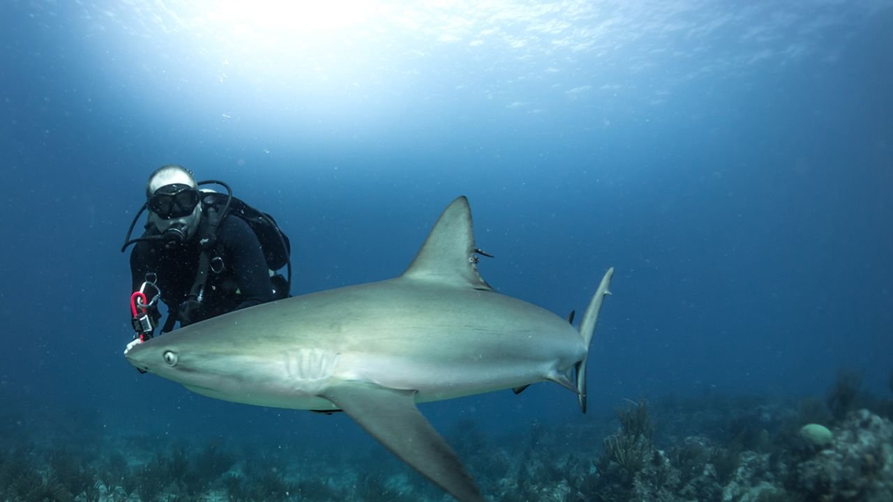 A bull shark swims in the clear waters off Playa del Carmen, Mexico
