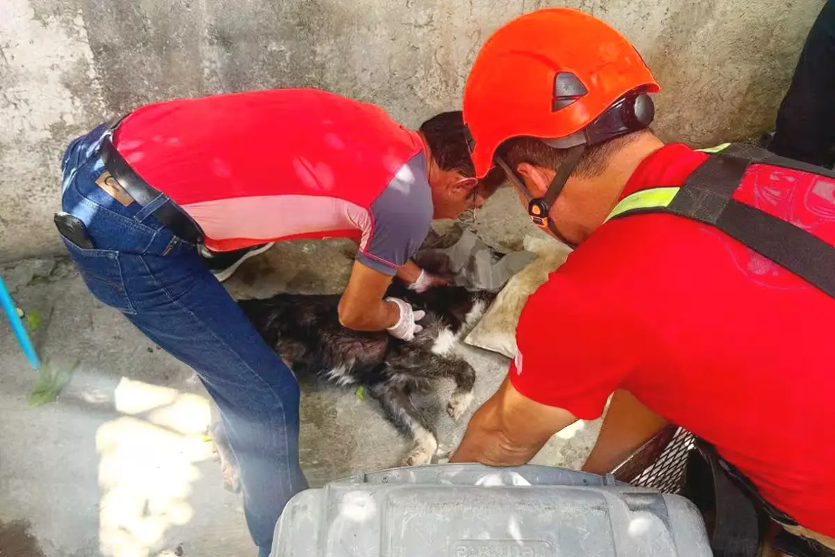 Cancun firefighters rescuing a wild animal