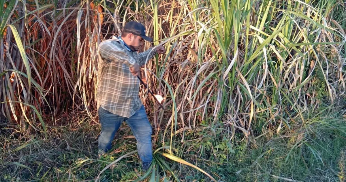 Sugarcane field in Quintana Roo