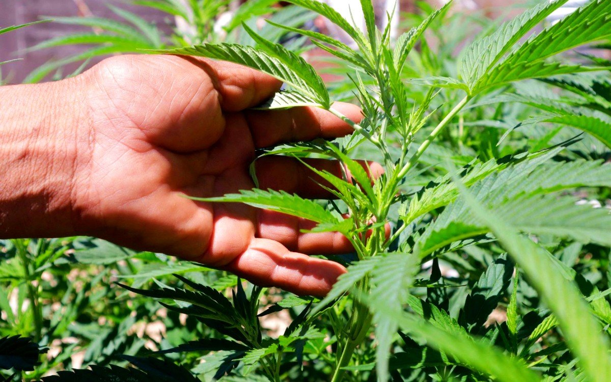 Cannabis plant with Cofepris logo in background