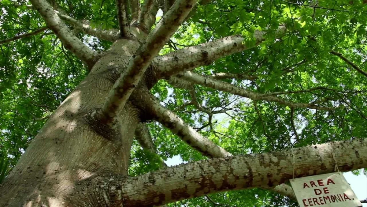 ceiba tree