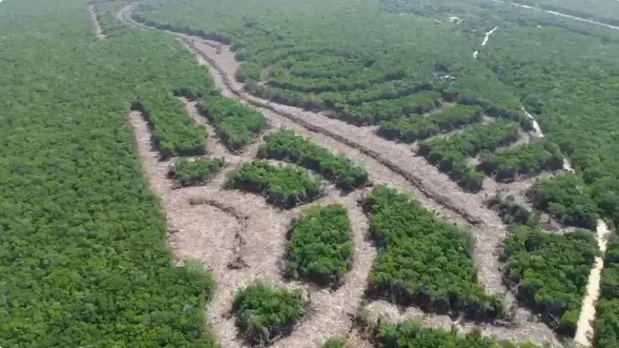 A large area of cleared jungle near Akumal, Quintana Roo, for a real estate development under investigation for lack of permits.
