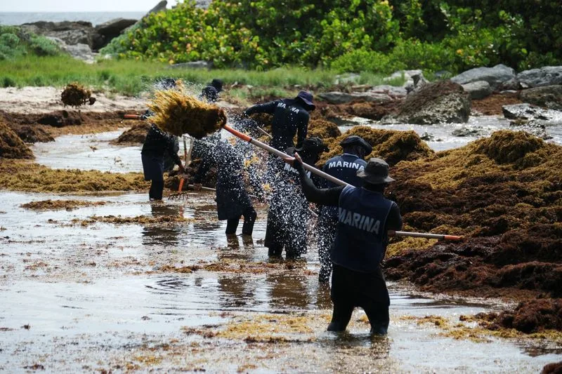 Workers gathering seaweed along the shoreline with rakes in a coastal area.$# CAPTION