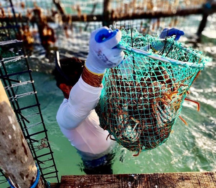 Fishermen in Cozumel with a lobster catch