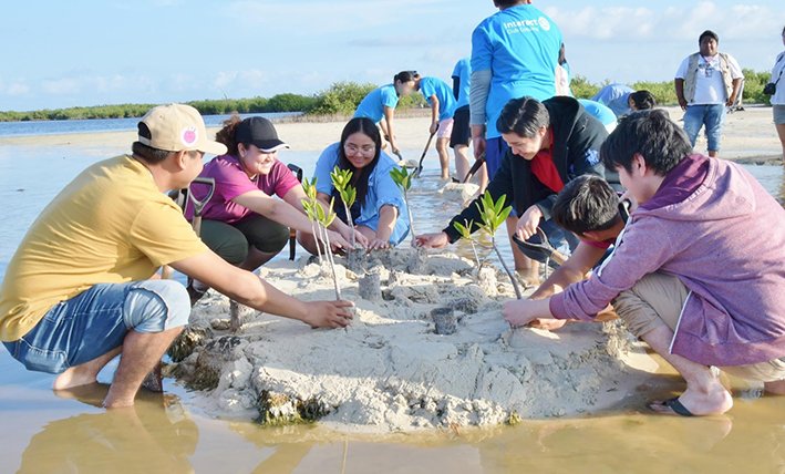 Volunteers planting mangroves in Cozumel's Punta Sur park