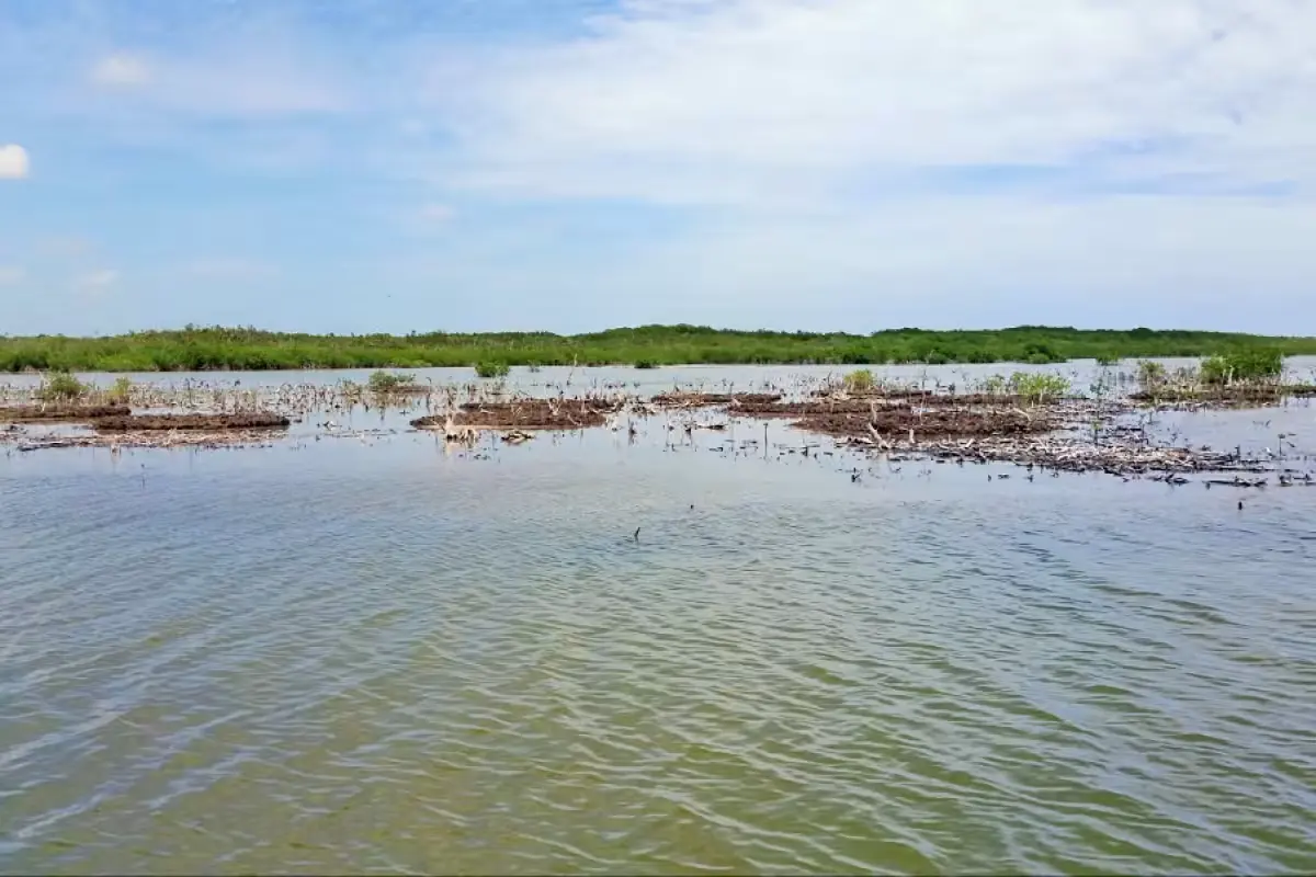 Damaged mangroves in Cozumel with signs of pollution and invasive species