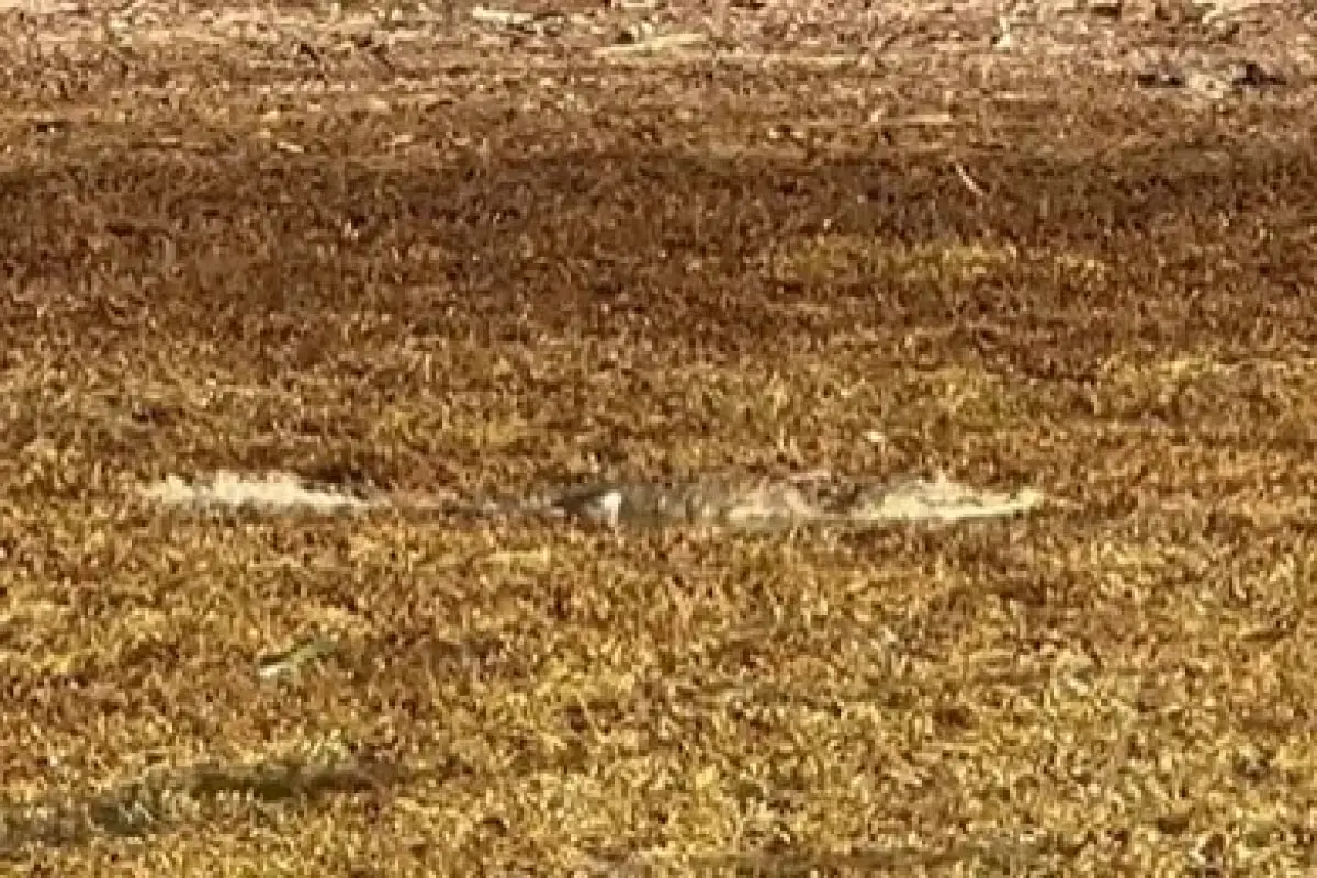A crocodile walking on a layer of sargasso seaweed on a beach in Mahahual, Quintana Roo