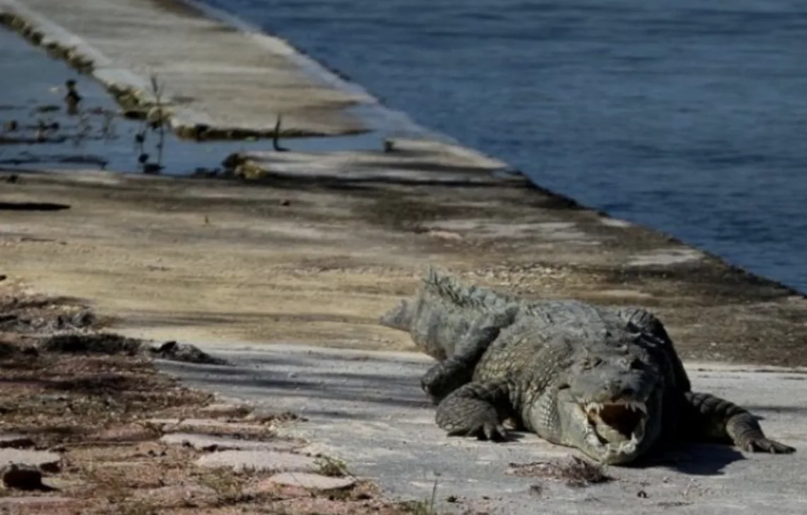 A crocodile swimming in a lagoon in Cancun's hotel zone