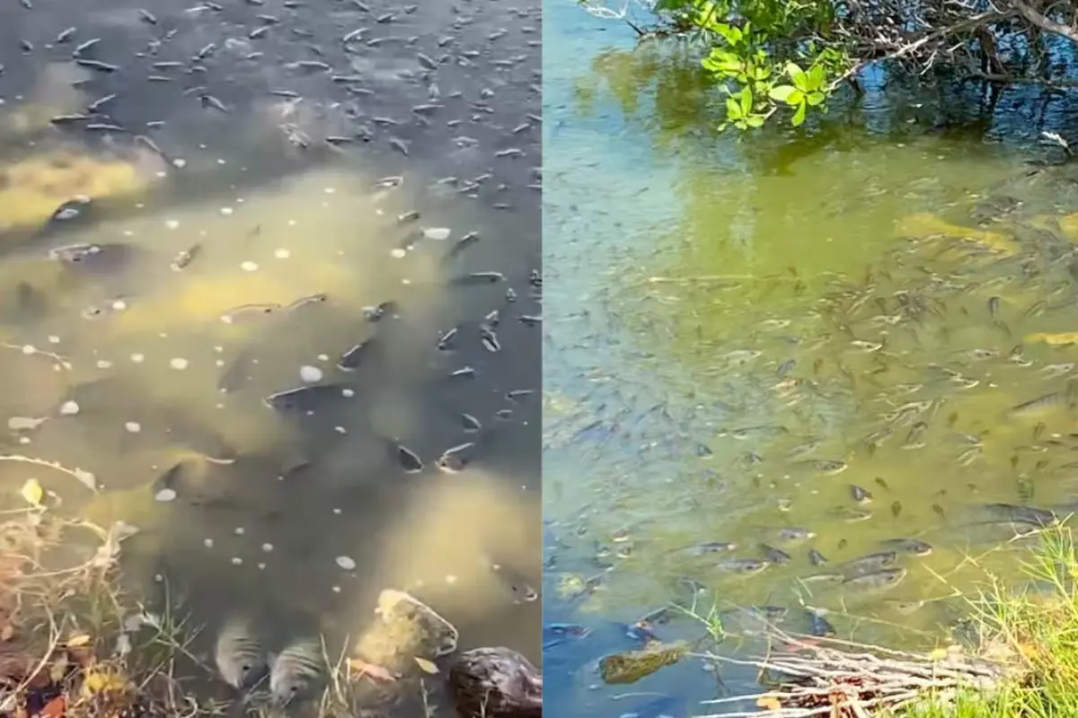 Thousands of dead fish floating in the shallow waters of Salina Grande lagoon on Isla Mujeres