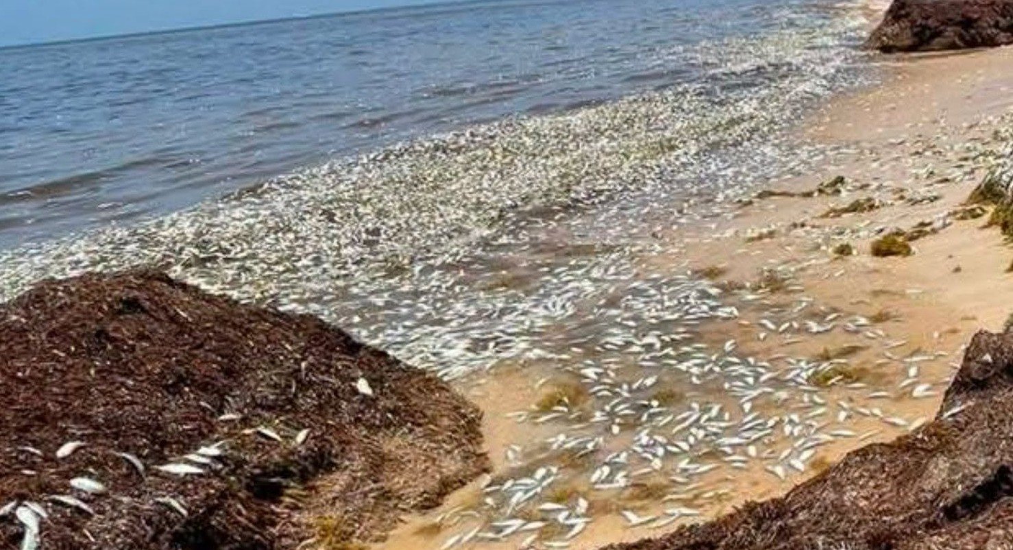 Hundreds of dead fish scattered on the sand along the coast of Puerto Morelos