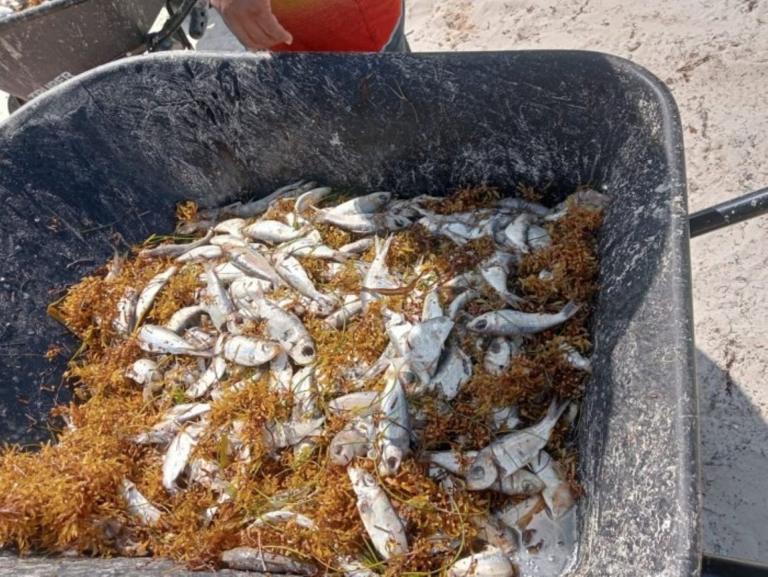 Dead fish scattered on a sandy beach in Puerto Morelos, with sargasso seaweed in the background