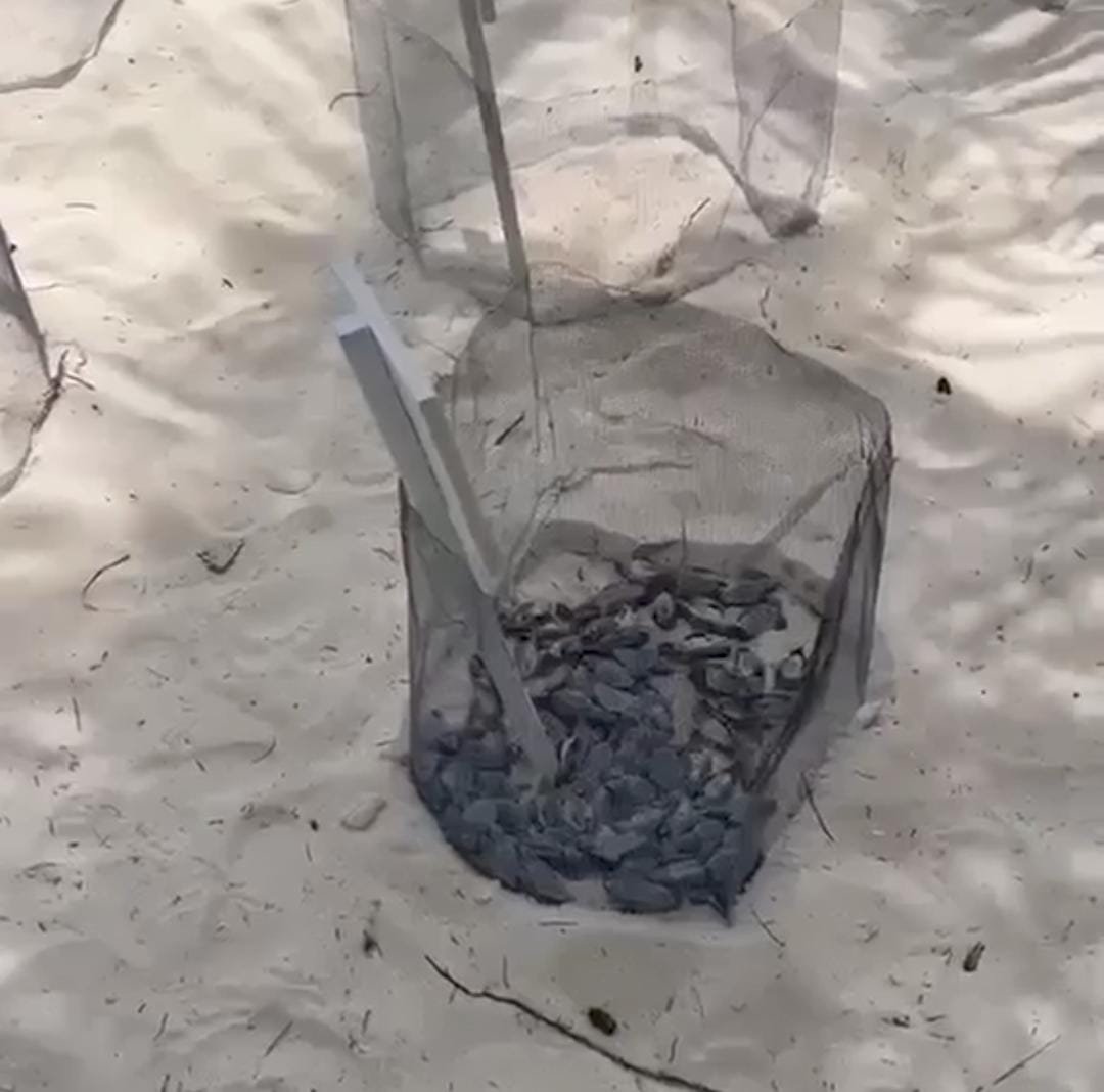 Several dead sea turtle hatchlings lying on sand in a protected area in Isla Mujeres