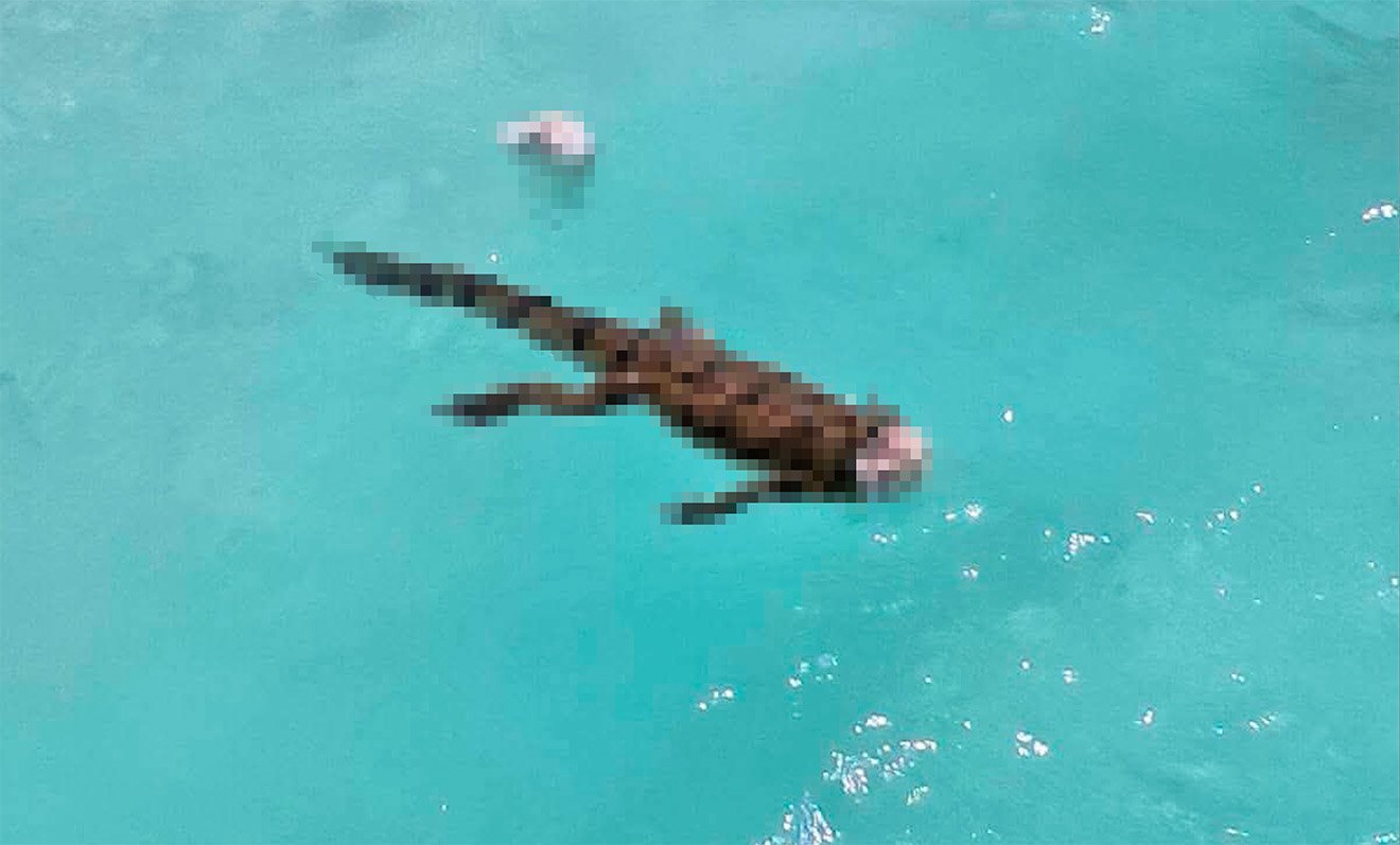 Decapitated crocodile floating in Bacalar Lagoon