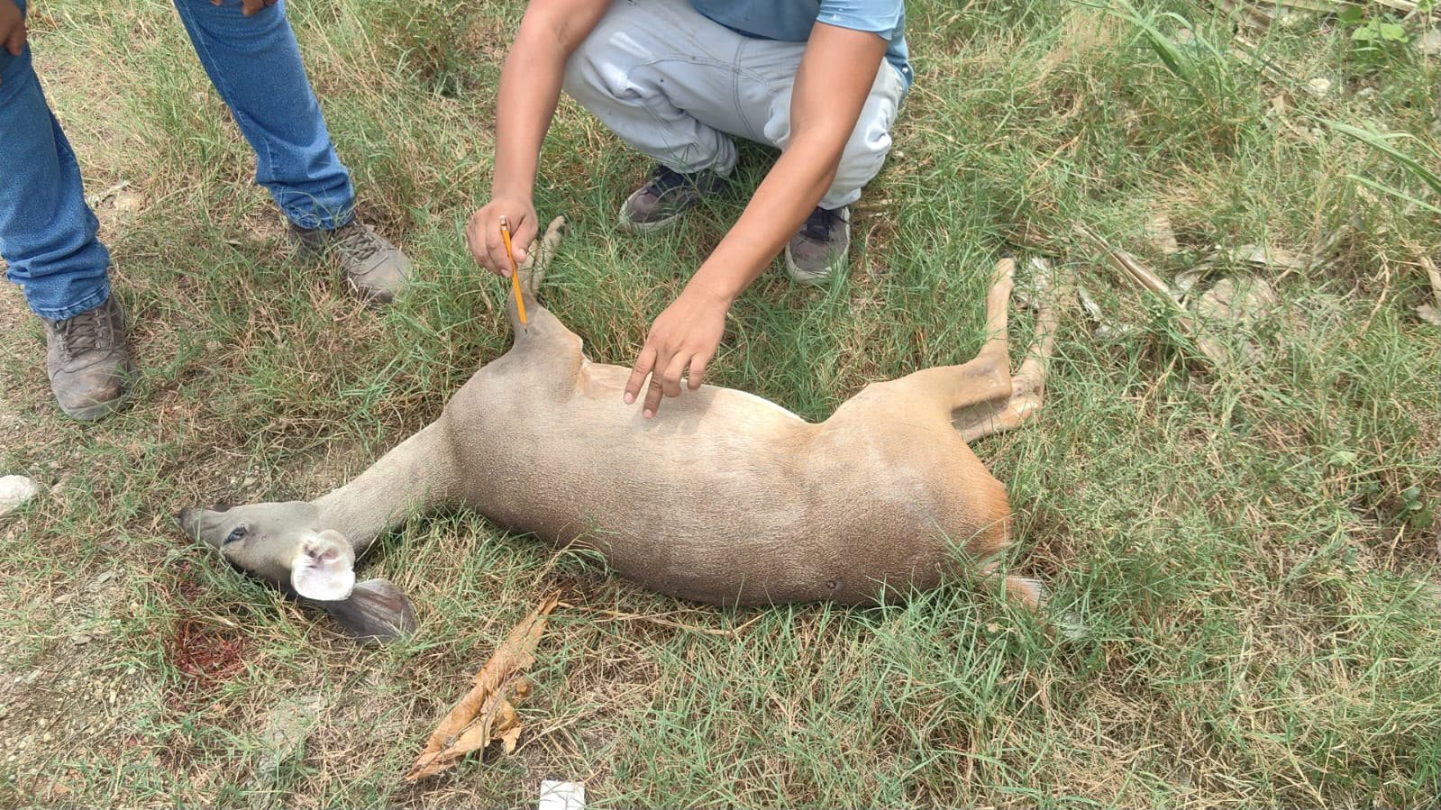 A dead deer lying on a grassy median next to a road in Playa del Carmen