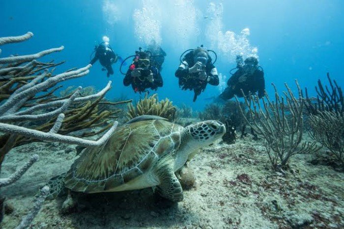A diver explores a cenote in Playa del Carmen, Quintana Roo