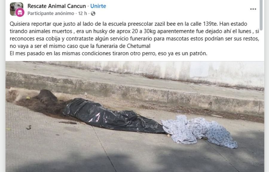 Dog remains abandoned near Zazil Bee preschool in Cancun