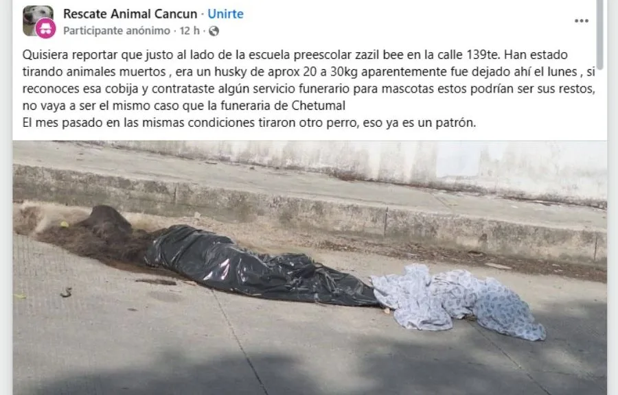 Dog remains abandoned near Zazil Bee preschool in Cancun