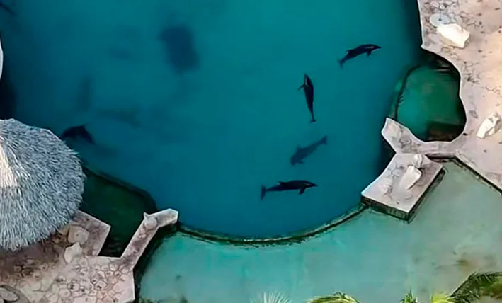 Dolphins swimming in a pool at the Dolphin Discovery facility in Cancun