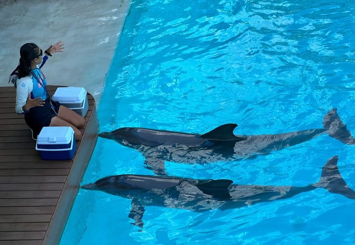 A dolphin swimming in the ocean, representing the proposed sanctuary