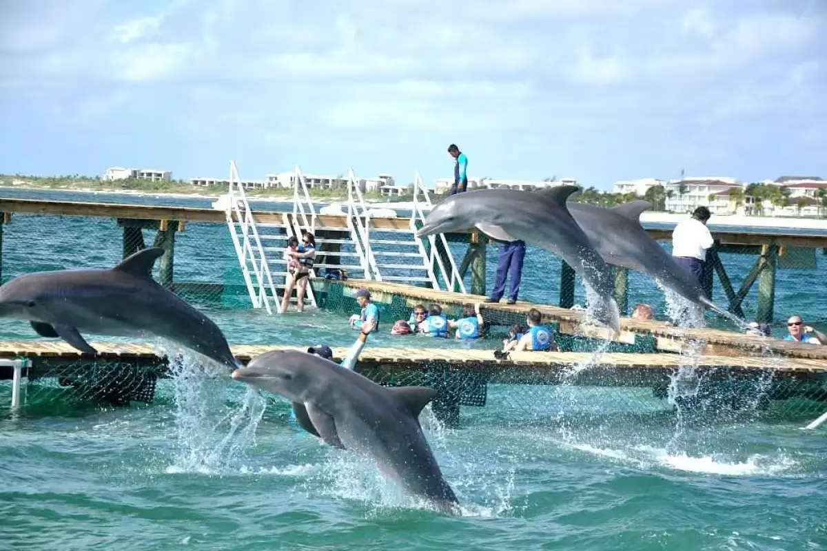 Dolphins swimming in a pool at a dolphinarium in Quintana Roo, Mexico