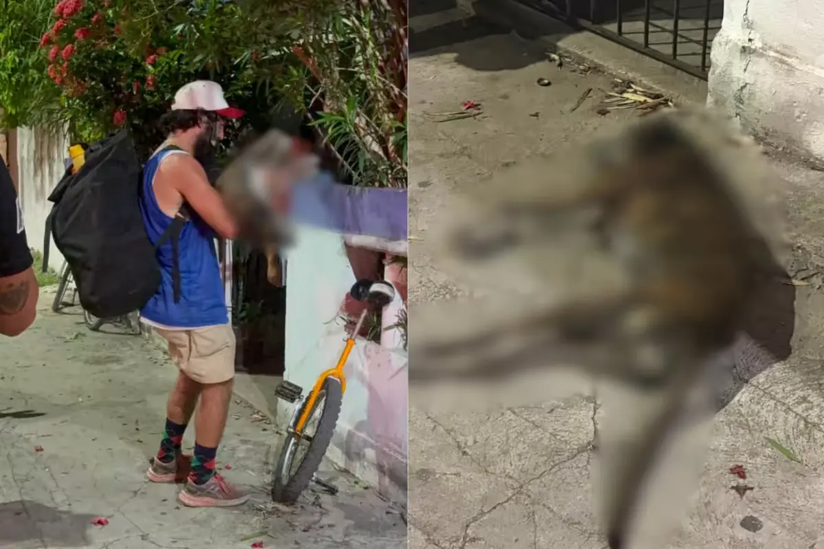 Authorities exhume the body of a dog named Tigre from a green area in Felipe Carrillo Puerto