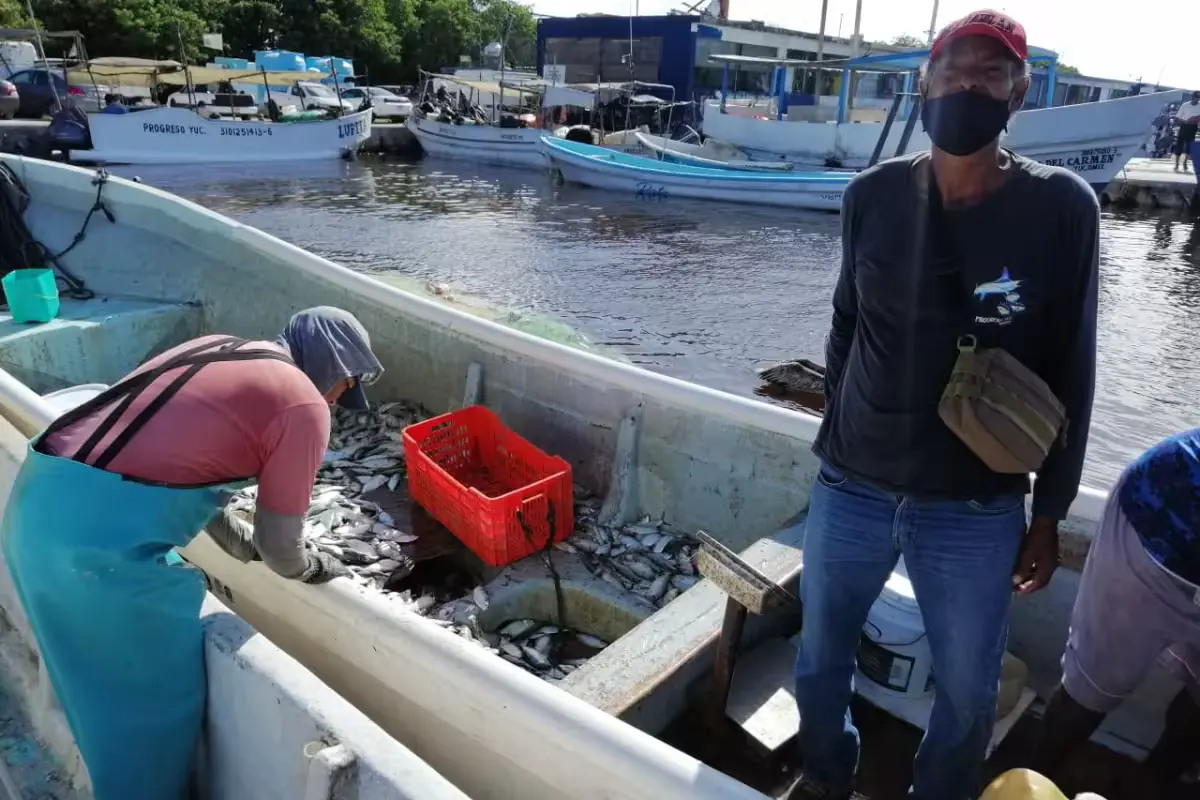 Fishermen selling sardines used as bait during grouper season in Progreso, Yucatan