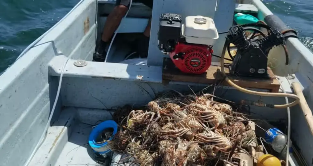 Fishermen in Rio Lagartos and El Cuyo working with live lobsters for export