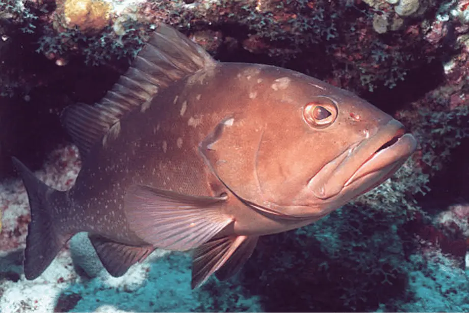 grouper