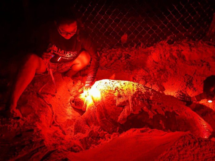 Sea turtle hatchlings in a conservation camp on Isla Mujeres