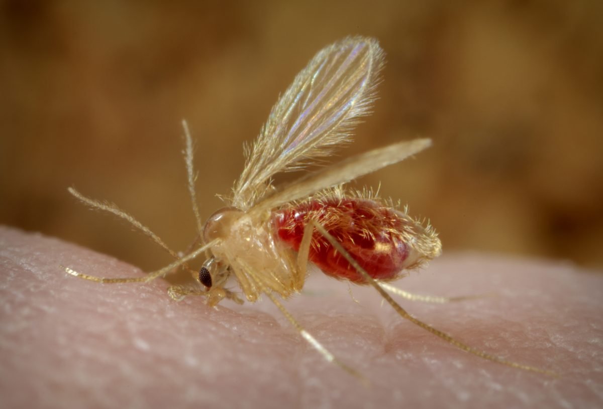 Close-up of a sandfly mosquito on human skin, vector of leishmaniasis