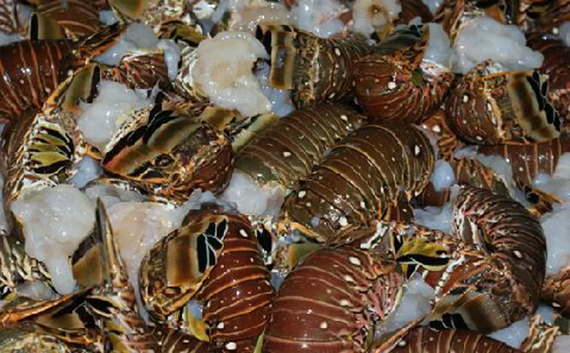 A freshly caught lobster on a boat in Quintana Roo, Mexico