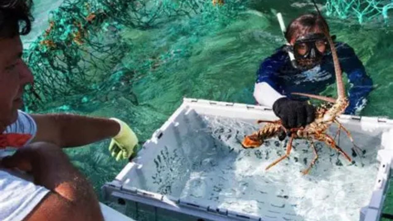 Lobster fishermen in Quintana Roo display their catch of spiny lobster
