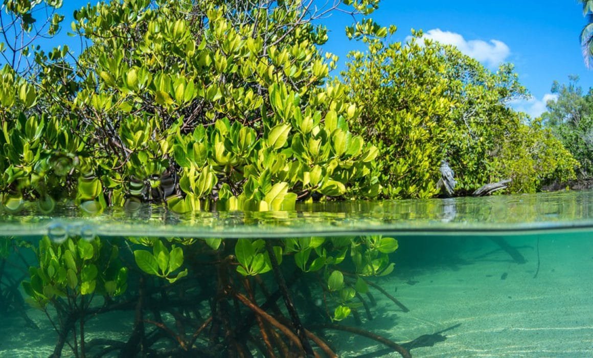 Mangrove forest in Quintana Roo, Mexico