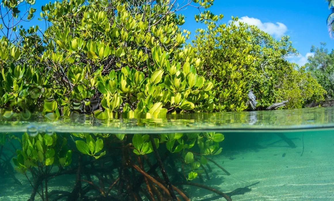 Mangrove forest in Quintana Roo, Mexico