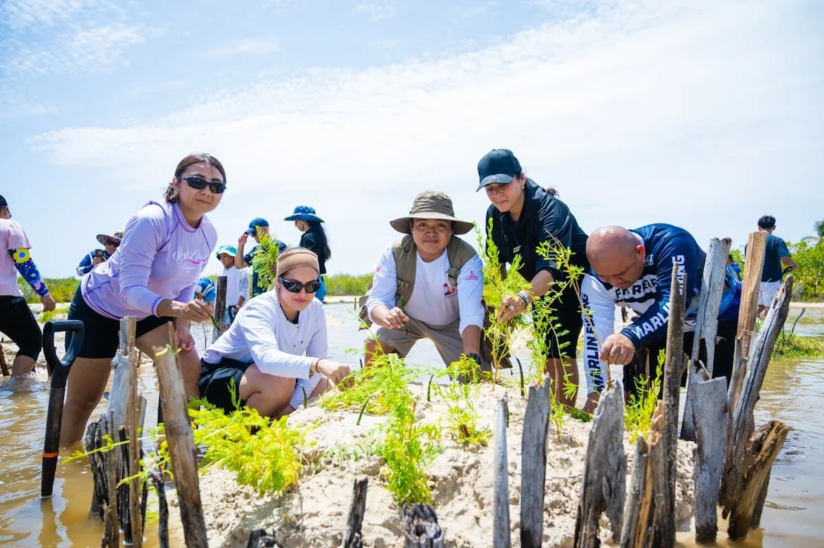 Volunteers planting mangrove propagules in a lagoon at Punta Sur Ecotourism Park, Cozumel
