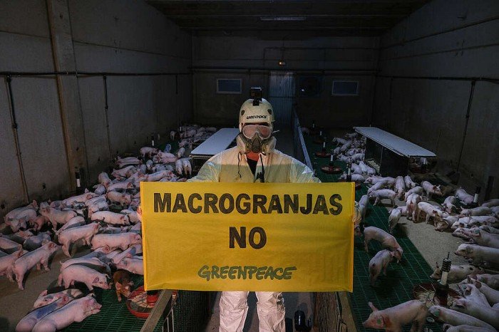 A federal judge ordered inspections of pig farms in Yucatán after Maya communities won a definitive suspension in an amparo case.