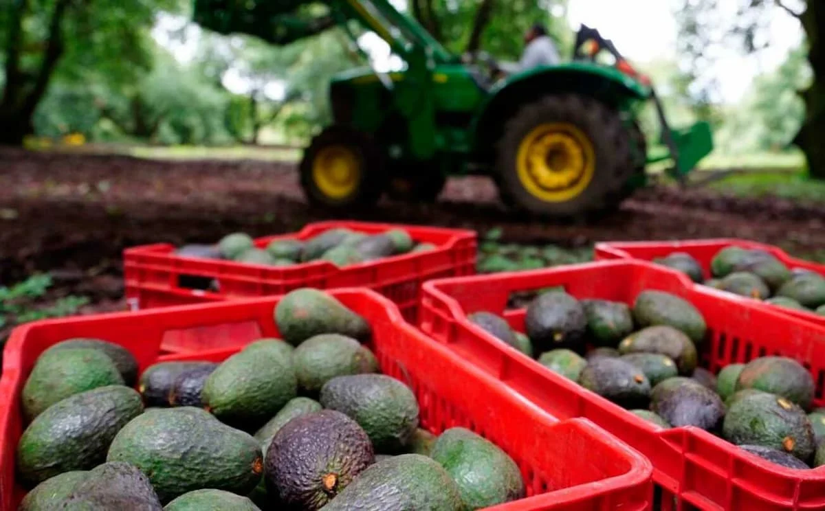 Avocado growers in Michoacan hold signs accusing US companies of spreading false information to harm the industry.