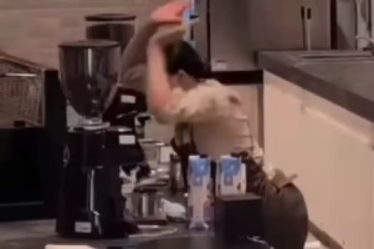 Hotel employee throwing furniture at guests in a cafeteria
