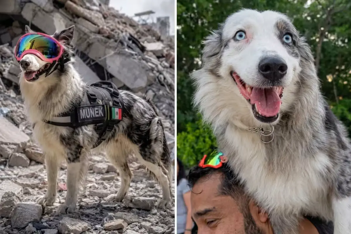 Munek, a black and white rescue dog from Cancun, wearing goggles and a vest, preparing to search for survivors in Venezuela.