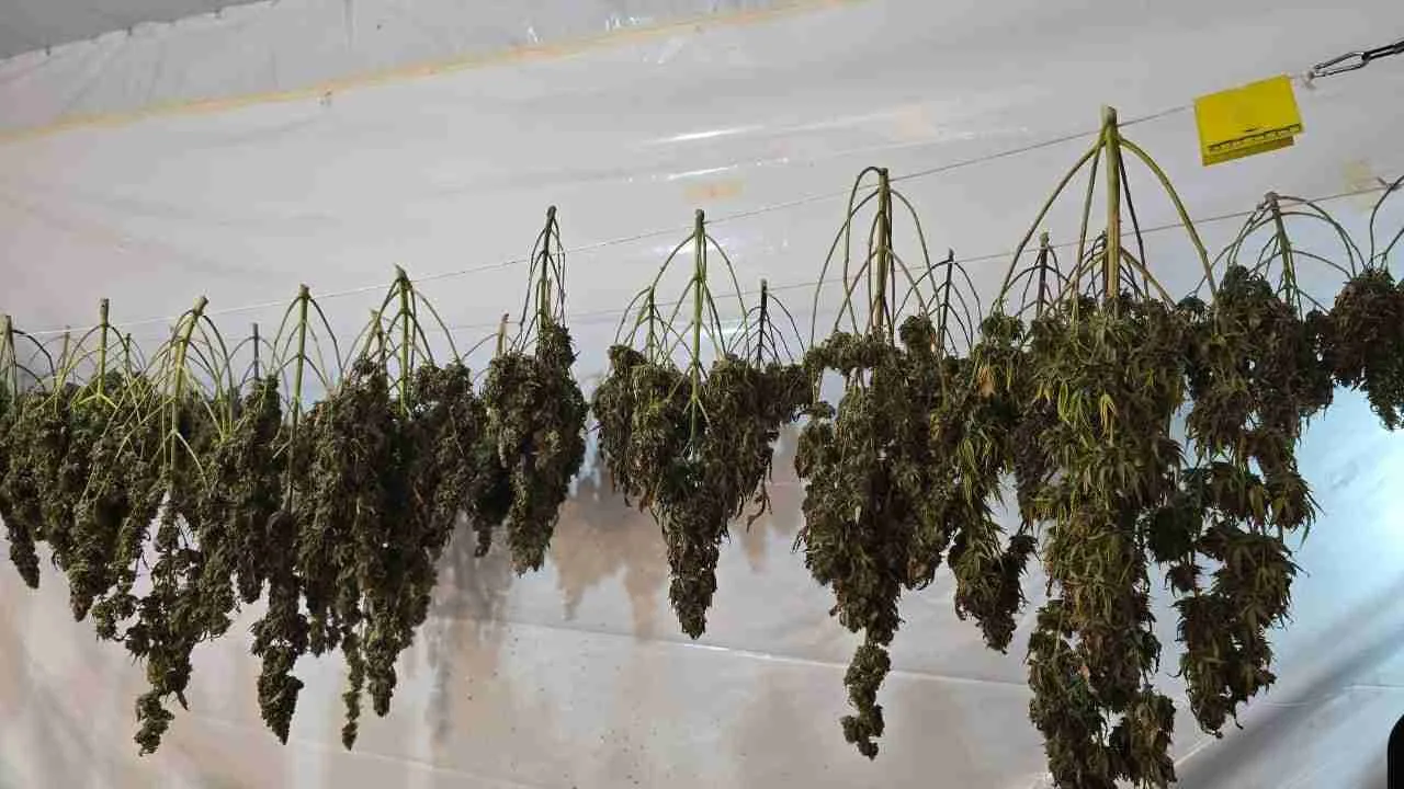 Marijuana plants and seized evidence from narco-greenhouses in Cancun and Playa del Carmen.