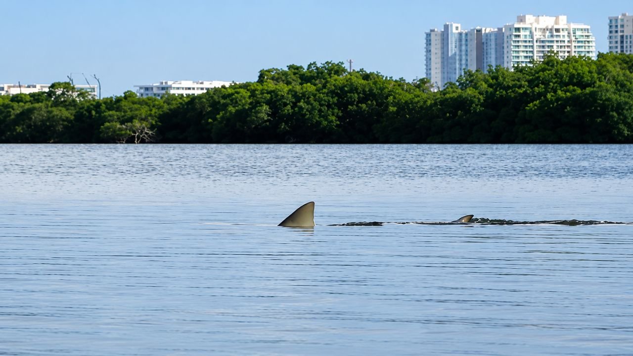 Aerial view of Nichupté Lagoon in Cancun, where scientists are using environmental DNA to study sharks and rays.