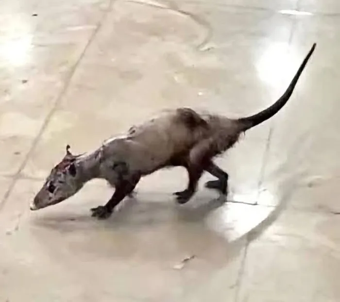An opossum photographed inside the Hospital General Regional No. 17 in Cancun