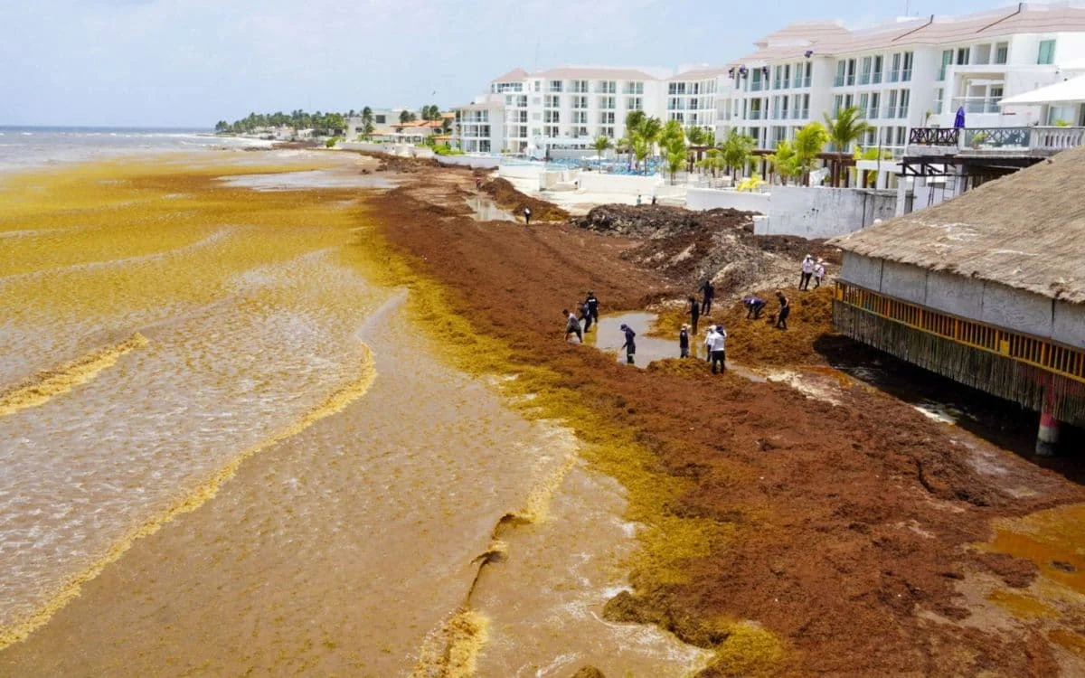 Brown sargasso seaweed covering a beach in Playa del Carmen, with tourists absent