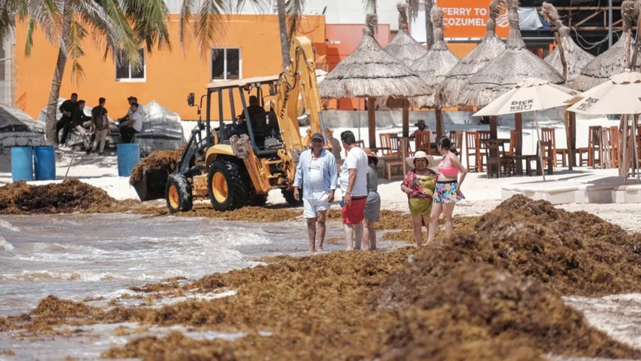 Aerial view of Puerto Morelos coastline with sargassum on beach and industrial facility rendering.