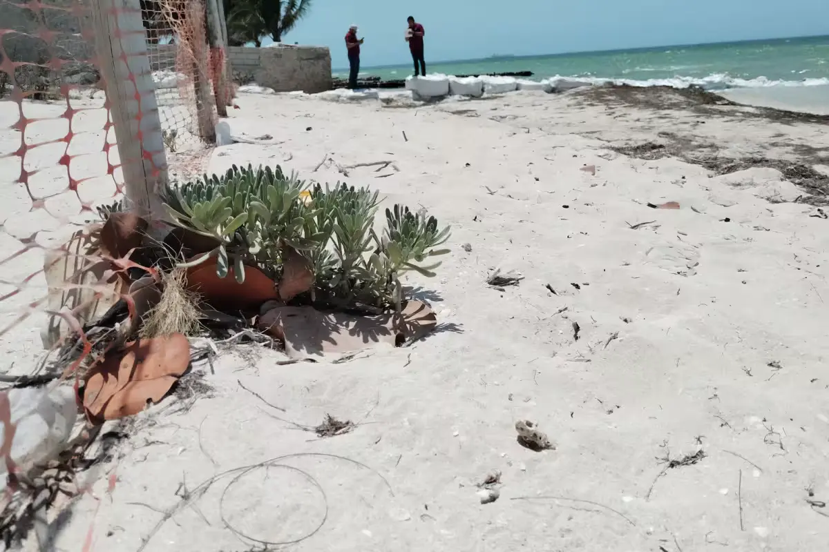 Officials inspect damaged mangrove area in Celestun Biosphere Reserve