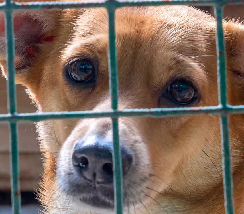 Lawmakers in session at the Quintana Roo Congress discussing animal protection legislation
